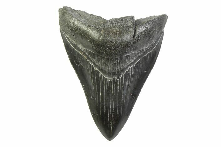 Serrated, Fossil Megalodon Tooth - South Carolina #341404